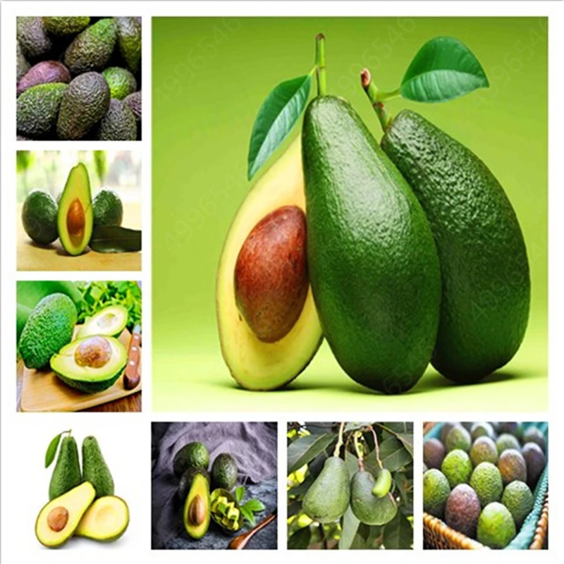 

Sale Promotions 2pcs Rare Mini Avocado plant Delicious Pear Fruit plant Easy Grow For Home Garden Germ Bonsai