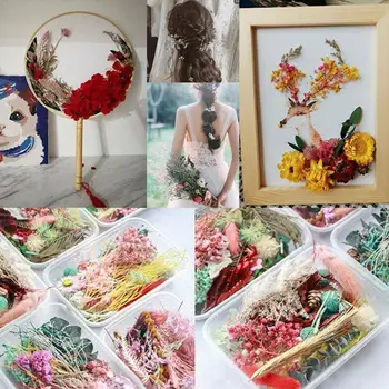 

Random 1box More Than 8 Style Mix Flower Pressed Dried Diy For Nail Accessories Making Jewelry Leaves Plants Art Decors Dry C0O4
