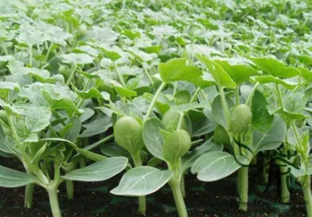 

Citrullus Lanatus Sweet Melon Watermelon Hua-Pi-Xigua