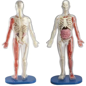 

Human body Transparent Human Visceral Organs Assembly Toys Medical Teaching Model Manikin Science Anatomical Model gift for kids