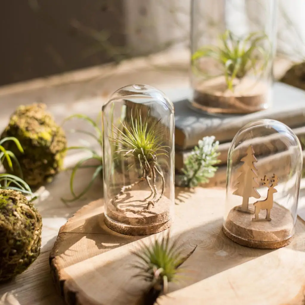 Clear Glass Display Dome Cover Cloche Bell Jar Succulent Terrariums with Wood Cork for Home Office Table Decor DIY