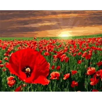 

Picture by numbers: Poppy field