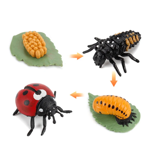 Kids Plant Seeds Growth Life Cycle Playset Cognitive Toys Teaching Aids Educational Toys Montessori Teaching Aids New 5