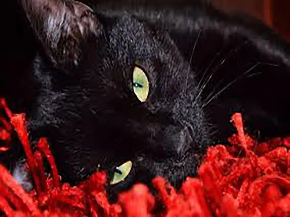 Алмазная вышивка ZOOYA 5D "сделай сам" с изображением животных, Черный кот, милый и красный цветок, алмазная Вышивка крестиком, Круглая Мозаика, украшение CJ1183 - Цвет: CJ1183-1