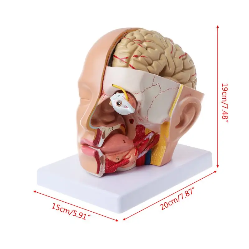 

1:1 Life Size Human Brain Model With Arteries Anatomical Medical Organ Anatomy Model School Educational Medical Science Teaching