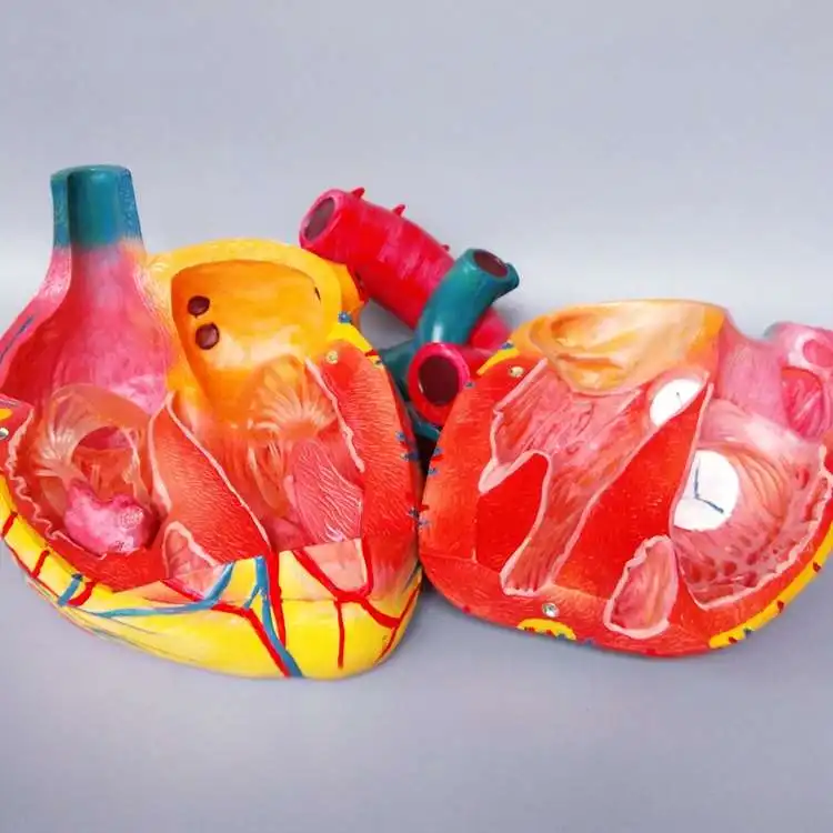 Модель сердца анатомическая модель большого сердца сосудистая артериовенозная структура органов обучающая модель медицина