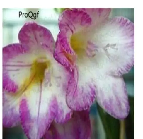 12 Ngryise 20 шт набор Freesia hybrida - Цвет: 12