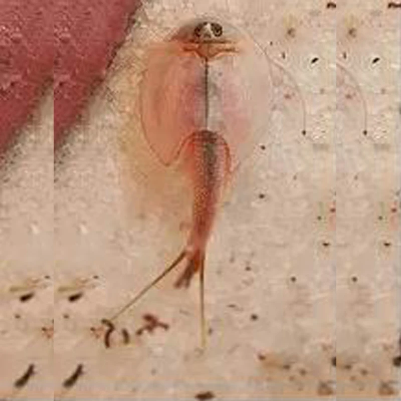 Only Food Fish Flakes Sea Monkeys Monkey Triops Fairy Brine Shrimp Live Artemia Salina Crayfish Prawns Hot Toys Children childrens toys