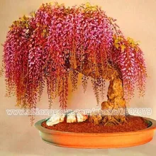 20 шт редкие золотые мини-бонсай-Глициния плантации деревьев, горшечные цветы садоводства, комнатные многолетние декоративные растения для DIY home& g