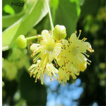 

Ngryise 20Ml A Set bodhi