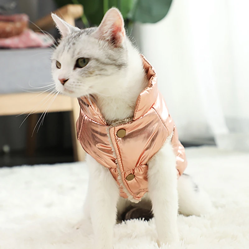 winter cat in puffer jacket