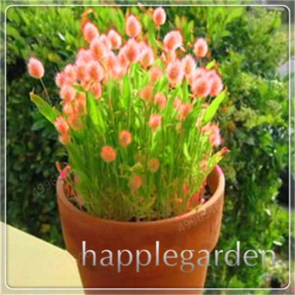 Ornamental-Grasses-Bonsai-100-Pcs-Bunny-Rabbit-Tails-Grass-Plants-Bonsai-Adorable-Ornamental-Lawn-Grass-DIY.jpg_640x640 (4)