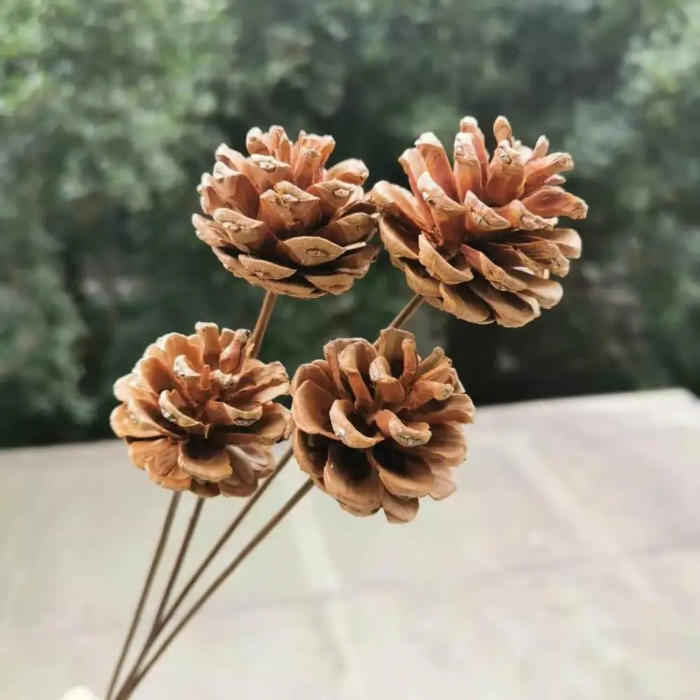 松ぼっくり 松ぼっくり/松かさ Sサイズ:約3〜5cm 50個 1セット 自然色（純