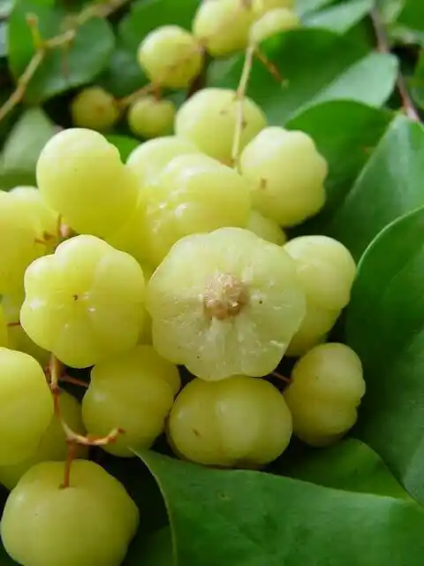 200 pcs physalis peruviana delicious fruit golden