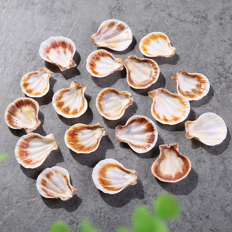 Thick Scalloped Conch for Fish Natural Decor Pattern Ocean Landscape Mediterranean Style 10 PCs/Lot natural shell ornaments