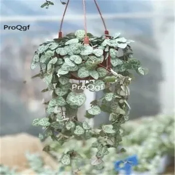 

Ngryise 1Pcs A Set Ceropegia collaricorona Cluster
