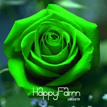 Большая распродажа! Китайский зеленый розовый бонсай lover Золотая Роза сильный, Ароматный сад розы 150 шт./упак.,#7QU1P1