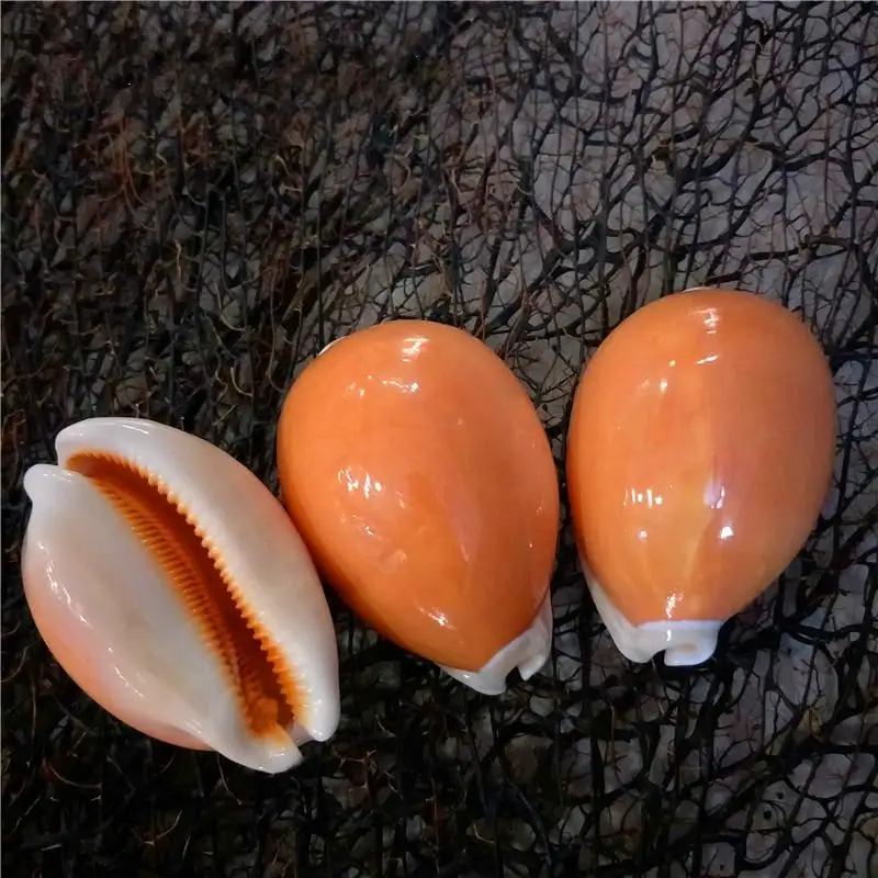 

nature Gold snail specimen snail conch shell window decoration collectibles
