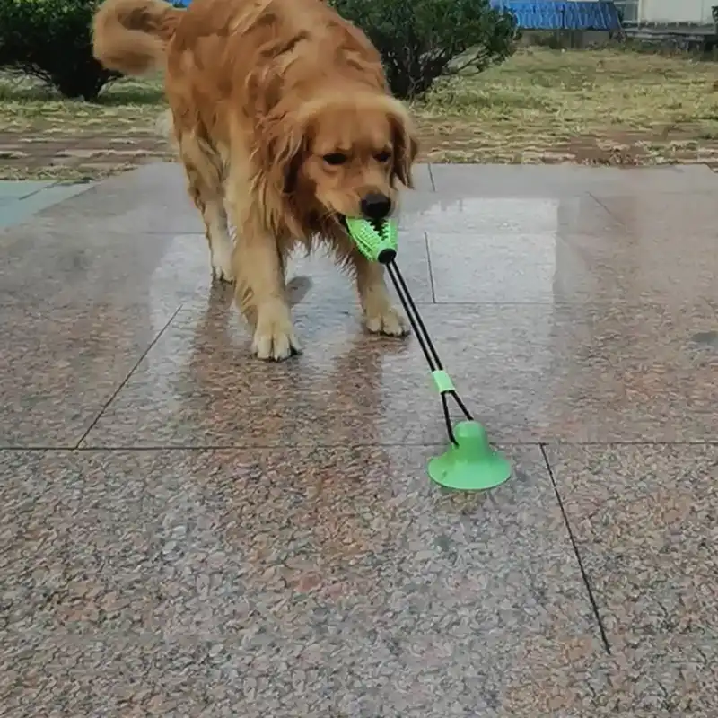 dog toy that sticks to floor