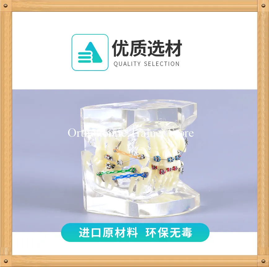 

Dental Orthodontic tooth Model/Dental Othodontic Study Teeth Model for fault correction