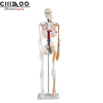 

85cm Human Skeleton with Nerves and Blood Vessels Model