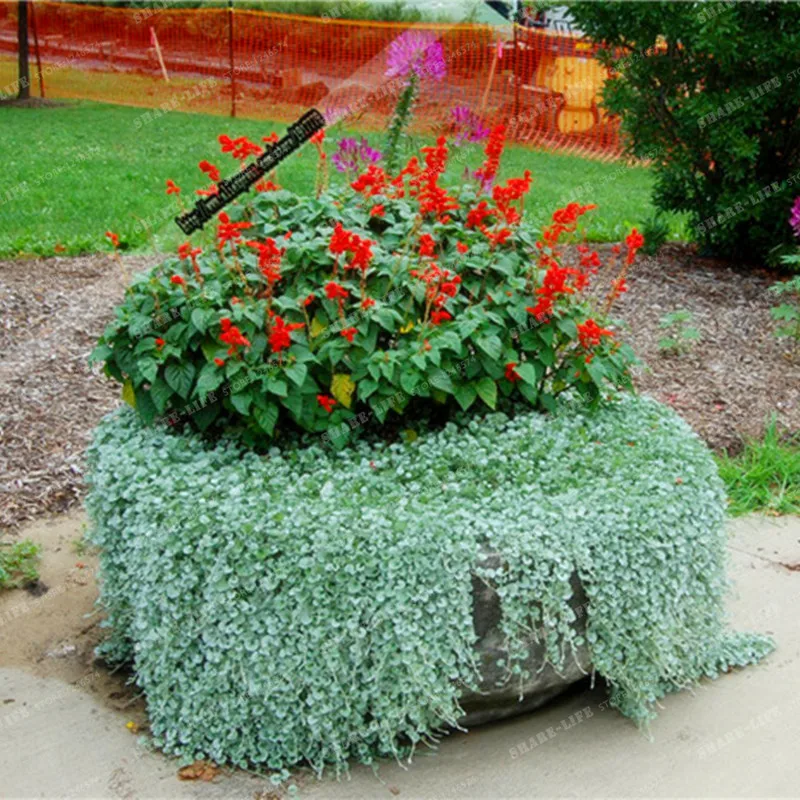 100 шт./лот Dichondra Repens газон бонсай деньги трава Висячие декоративные садовые растения сделать цветок для домашнего сада