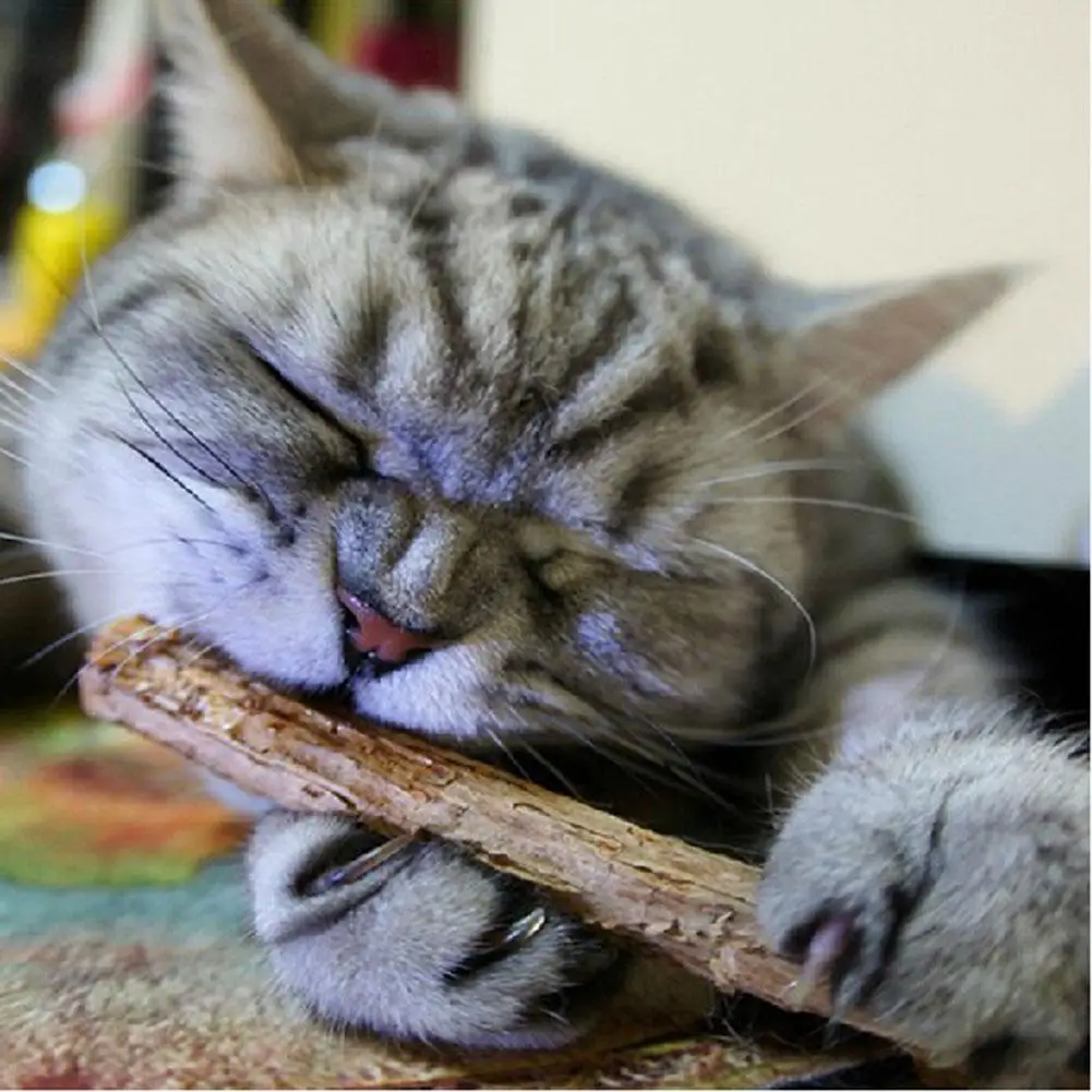 15/20pcs Cat Cleaning Teeth Pure Natural Catnip Stick Pet Cat Molar Toothpaste Silvervine Actinidia Fruit Matatabi Cat Snacks