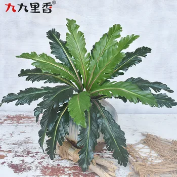 

Handfeel in 18-Leaf Potherb Mustard Asplenium Nidus Model Ferns Plant Fern Lysimachia Plant Wall with Wood Flower Arrangement De