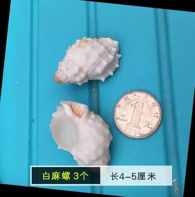 010 Shell ремесло ручной работы DIY Украшение аквариума для натурального небольшого Конча дрейфующий бутылка