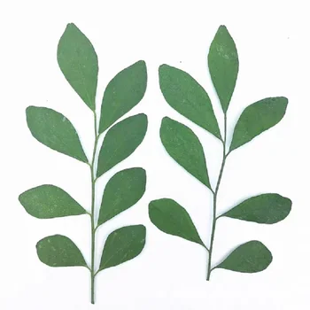 50 Uds prensado y secado flor Murraya paniculata (L.) hojas para Resina epoxi fabricación de joyas manualidades para manicura accesorios de marcapáginas DIY