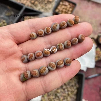 

Ngryise 5Pcs A Set lithop juwenzhang