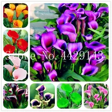 100 шт Калла Лилия Бонсай Комнатные цветы зантедескья аефика Бонсай Комнатные растения домашний садовый горшок растение свадебное украшение