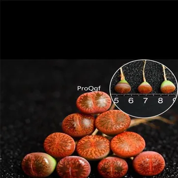 

Ngryise 8Pcs A Set lesliei lvzixun lithop many series plant