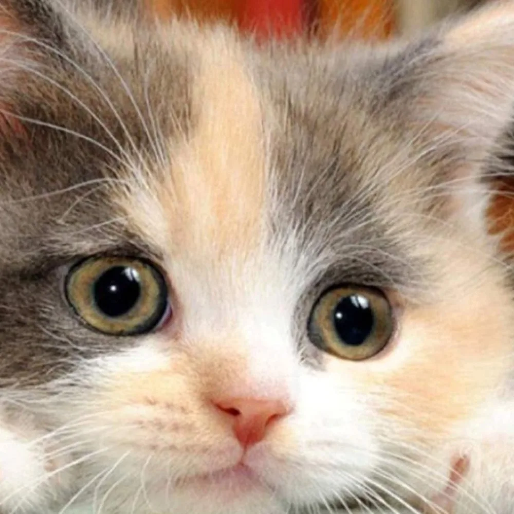 PF161800-C-20051105-1