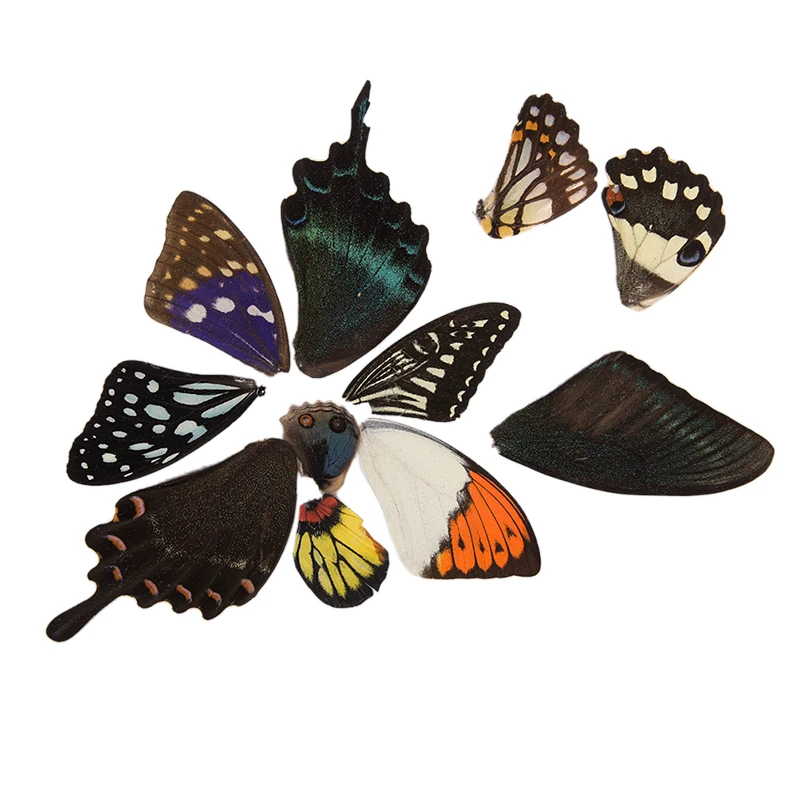 100 pcs REAL BUTTERFLY wing jewelry butterfly material ooa DIY artwork #30 