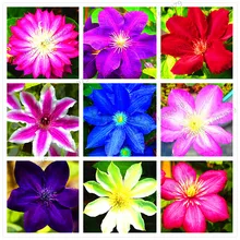 103 шт./лот, Микс красивых клематисов, растение бонсай, цветок Флорес, сделай сам, домашний сад, ограниченное по времени, очень легко выращивать