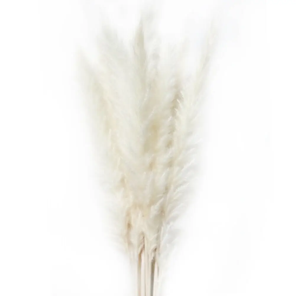 white 15 шт. сушеные небольшие коммунисы украшения пампасы трава Phragmites для дома отель свадьба DC120 - Цвет: white