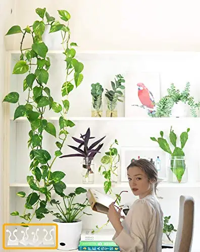 Plant Climbing Self-Adhesive Wall H9d4866e3901c47a18524f1038de46a6dT