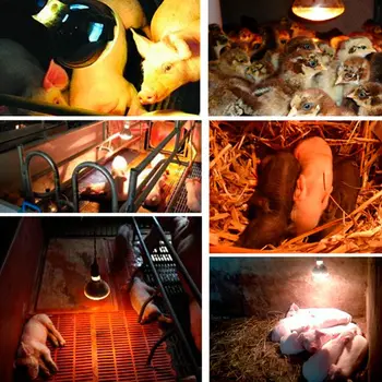 

Thermal Thermal Lamp Farm Pig Breeding Feeding Light Heat Thicken Short Wave Red Infrared Ray Hatch Piggy Bulb Supplies 220V