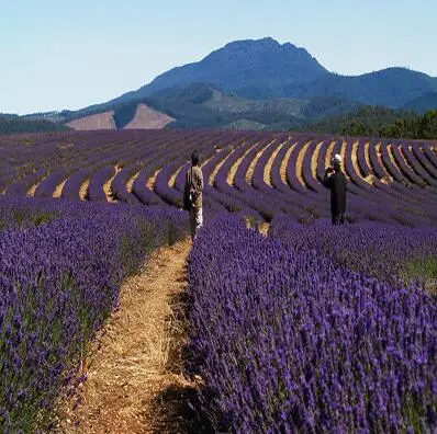 5 200 шт./лот лаванды английский(Lavandula узколистный) ванили бонсай для Домашнего Цветоводства - Цвет: 5