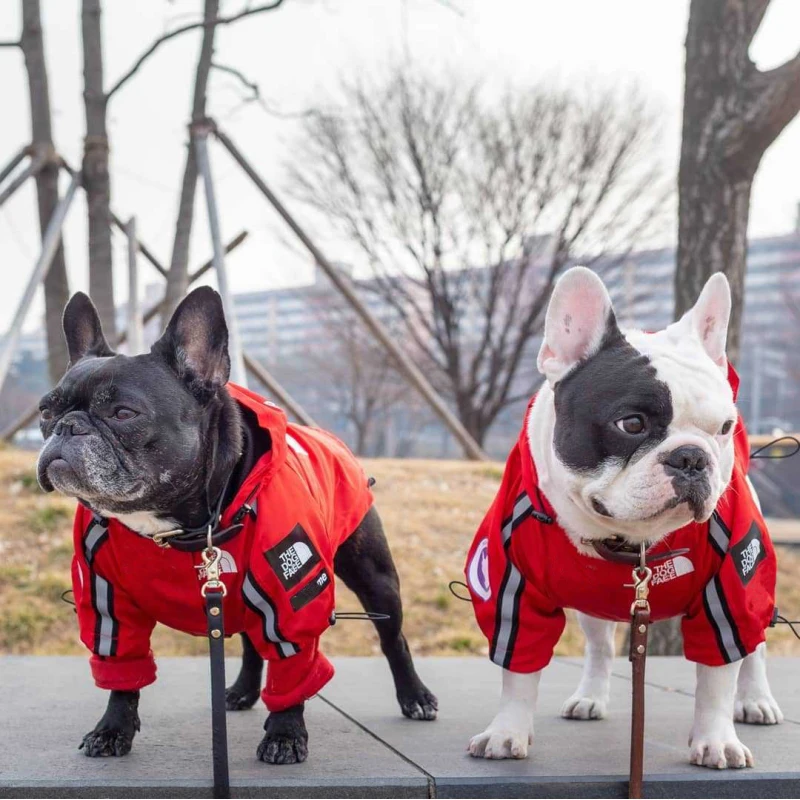 Одежда для собак, куртки, пальто, ветрозащитная рубашка, куртка для собак, спортивная ретро Одежда для питомцев, одежда для маленьких собак, щенков, Ropa Perro Pitbull