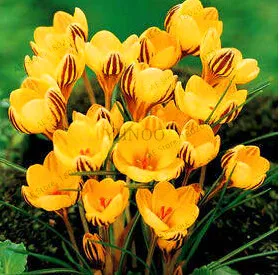 7 Самые низкие цены! 20 шт./пакет много разновидностей шафран flores ЦВЕТОК шафрана растения Шафран Крокус Плант бонсай растения для дома и ga - Цвет: 7