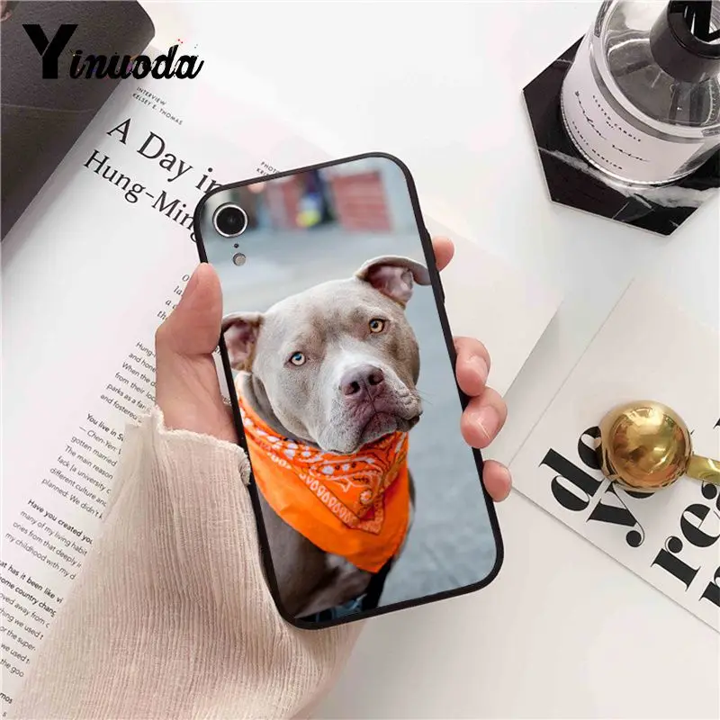 Pit Bull Lovely Pet Dog Pitbull