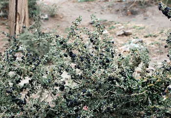 

Lycium Ruthenicum Russian Box Thorn Hei-Guo-Gou-Qi