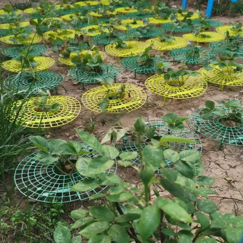 

5 Pcs Strawberry Plastic Rack Strawberry Plant Support Cradle Rack For Strawberry Gardening Supplies