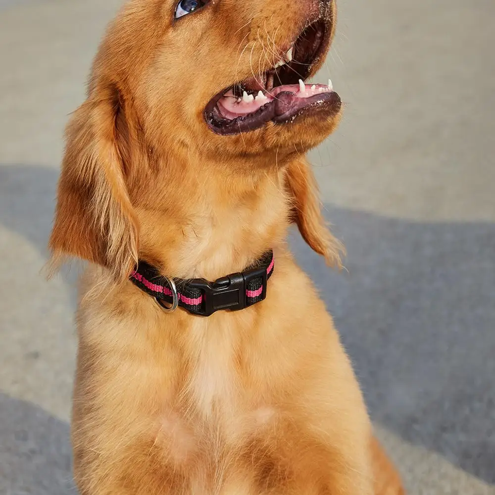 

Dog Collar with Buckle Adjustable Safety Nylon Collars and Vivid Pink and Black Collar for Small Medium Large Dogs