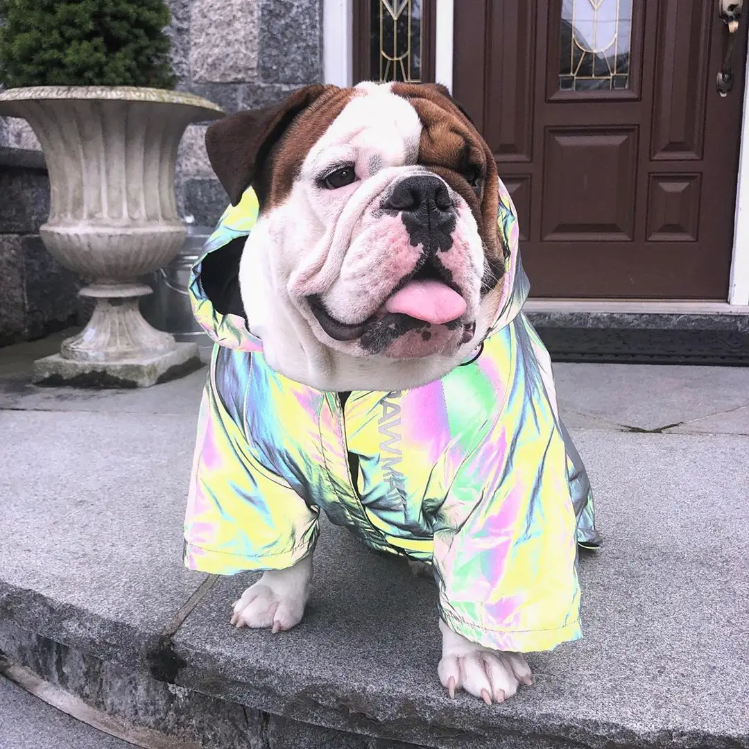 Comprar Diseñador reflectante abrigo para perro ropa cálida para mascotas ropa para perros al aire libre chaqueta para perros a prueba de lluvia Bulldog Chihuahua a prueba de viento