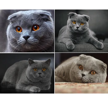 

5D Diamond Painting Full Square Cat Rhinestones Pictures Animals Diamond Embroidery Diamond Mosaic Sale Cartoon Beadwork FG1544