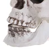 Plastic Human Mini Skull Decor Prop Skeleton Head Halloween Coffee Bars Ornament 3