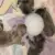 2021 Новое поколение Dongdong pet's Bubble Milk Bowl для щенков/ котят кормящих млекопитающих